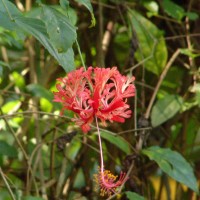 Hibiscus schizopetalus (Mast.) Hook.f.